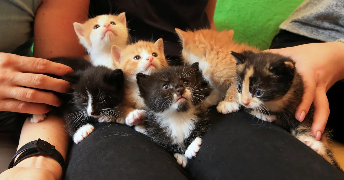 Tundmatu tõi Lõunakeskuse meestetualetti kassipojad