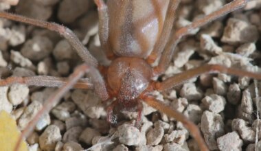 Saksa ülikoolist leiti surmavalt mürgiseid ämblikke