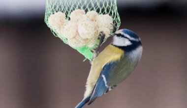 LOODUSKAITSJAD HOIATAVAD ⟩ Need linnutoidupallid võivad olla sulelistele surmavad