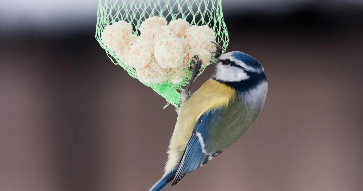 LOODUSKAITSJAD HOIATAVAD ⟩ Need linnutoidupallid võivad olla sulelistele surmavad