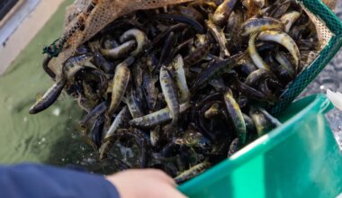 Pärnu jõkke lisandus üle 145 000 kala