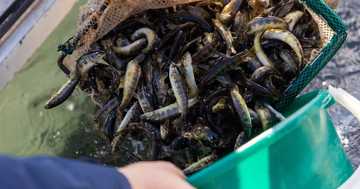 Pärnu jõkke lisandus üle 145 000 kala