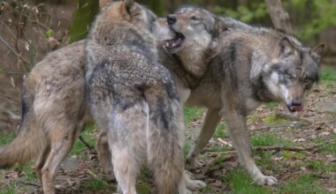 Kohus jättis huntide küttimisloa jõusse