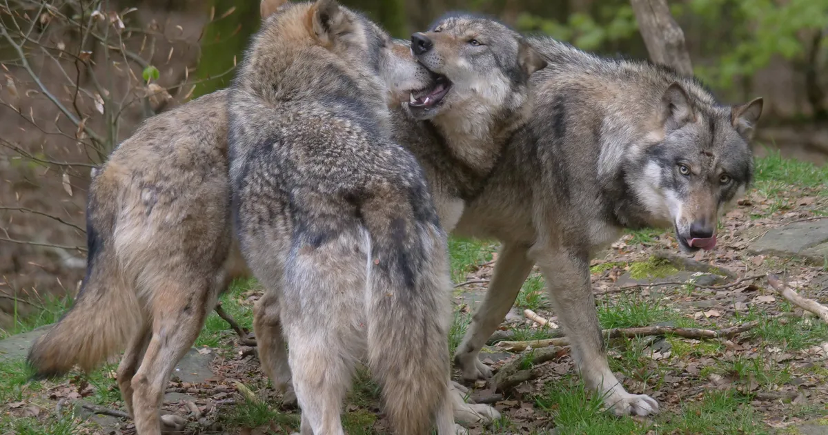 Kohus jättis huntide küttimisloa jõusse