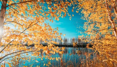 Jäärad peavad enese eest seisma, Ambur on enesekindel ega satu segadusse