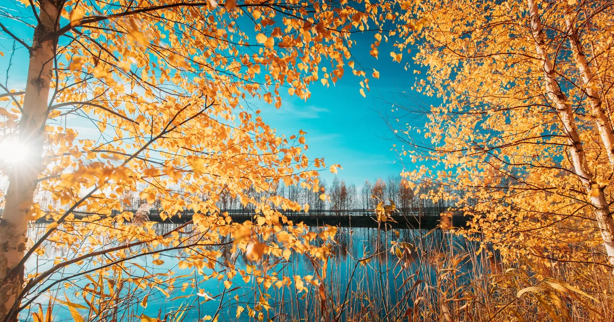 Jäärad peavad enese eest seisma, Ambur on enesekindel ega satu segadusse