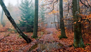 Lõvi suudab hästi oma tegevust planeerida, Kalad kipuvad oma jõuvarusid valesti hindama