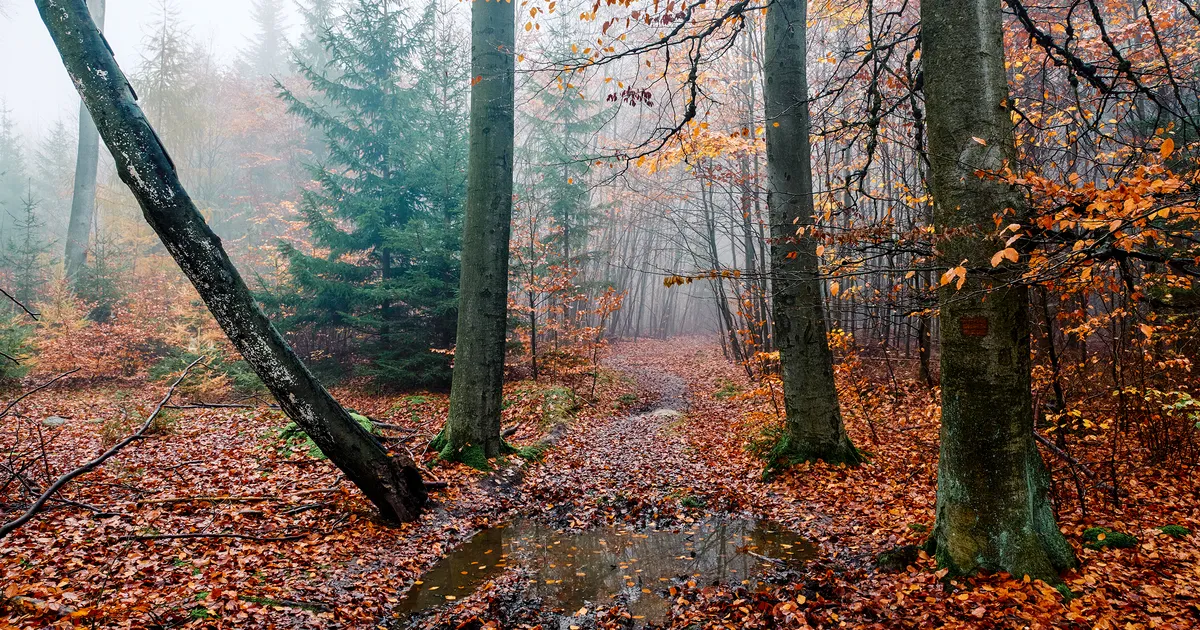 Lõvi suudab hästi oma tegevust planeerida, Kalad kipuvad oma jõuvarusid valesti hindama