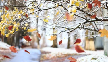 Kaksikud on sõiduvees, Sõnnidel edeneb äriasjade ajamine jõudsalt