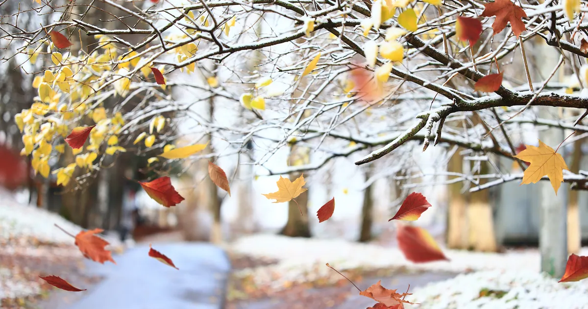 Kaksikud on sõiduvees, Sõnnidel edeneb äriasjade ajamine jõudsalt