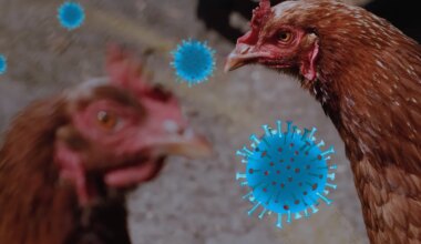 Linnugripiohu tõttu oodatakse teateid hukkunud lindudest