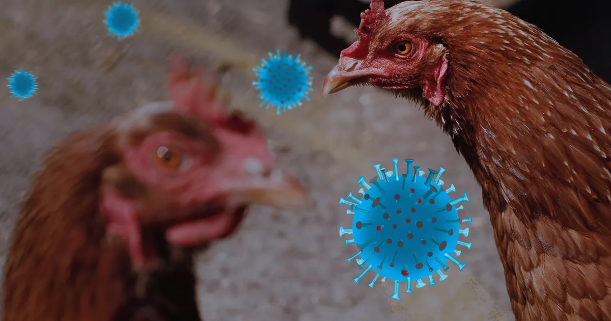 Linnugripiohu tõttu oodatakse teateid hukkunud lindudest