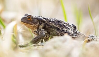 UUS OHTLIK TREND ⟩ Neid loomi ei tohi mingil juhul lakkuda!