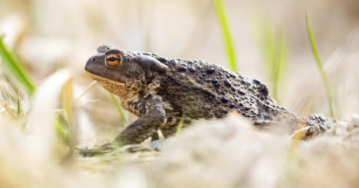 UUS OHTLIK TREND ⟩ Neid loomi ei tohi mingil juhul lakkuda!
