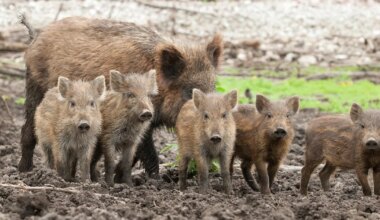 Saaremaal on võimalik SAKi ohjata vaid koostööd tehes