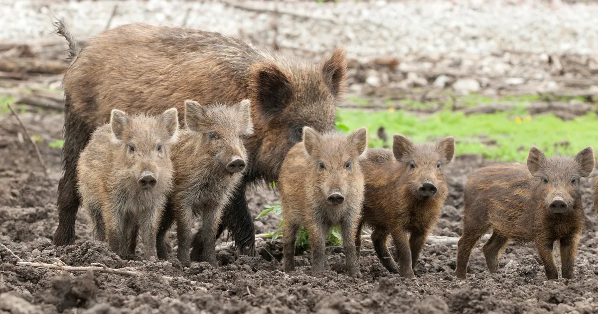 Saaremaal on võimalik SAKi ohjata vaid koostööd tehes