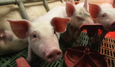 NEW SCIENTIST ⟩ Geeniteadlased leidsid tõhusa kaitse seakatku vastu