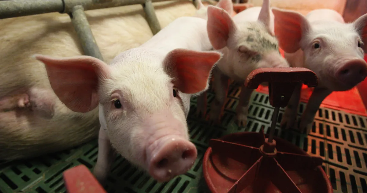 NEW SCIENTIST ⟩ Geeniteadlased leidsid tõhusa kaitse seakatku vastu