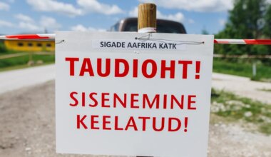 keegi ei uskunud, et sigade Aafrika katk Saaremaale nii kiiresti jõuab