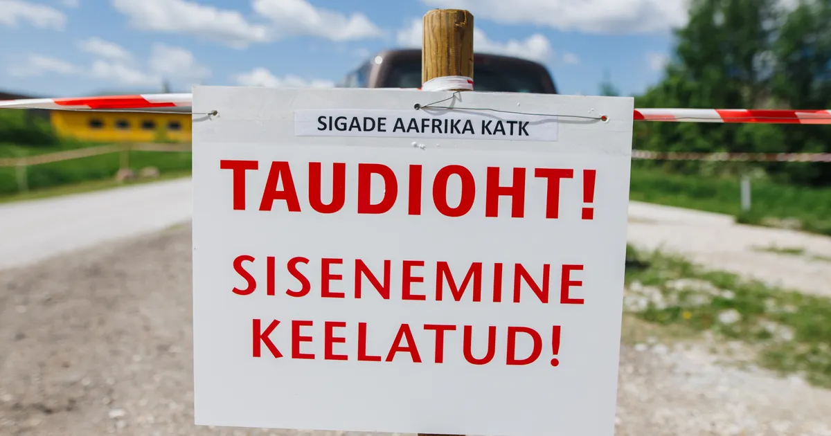 keegi ei uskunud, et sigade Aafrika katk Saaremaale nii kiiresti jõuab