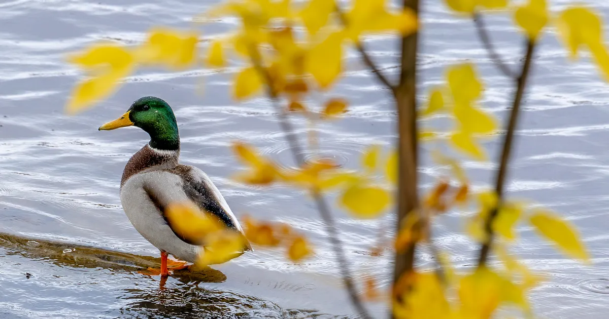 Jäära sõnadel on tugev jõud, Kaksikutele võib õnn ootamatult sülle kukkuda