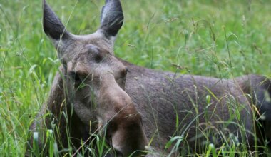 Pirita teel jäi kaamerasse eriline vaatepilt