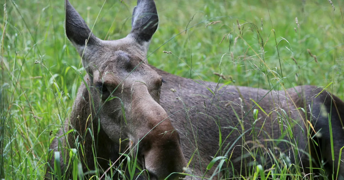 Pirita teel jäi kaamerasse eriline vaatepilt