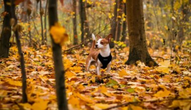 Neitsi mõistab kallimat sõnadetagi, Amburi ellu võib ootamatul moel saabuda uus kaaslane