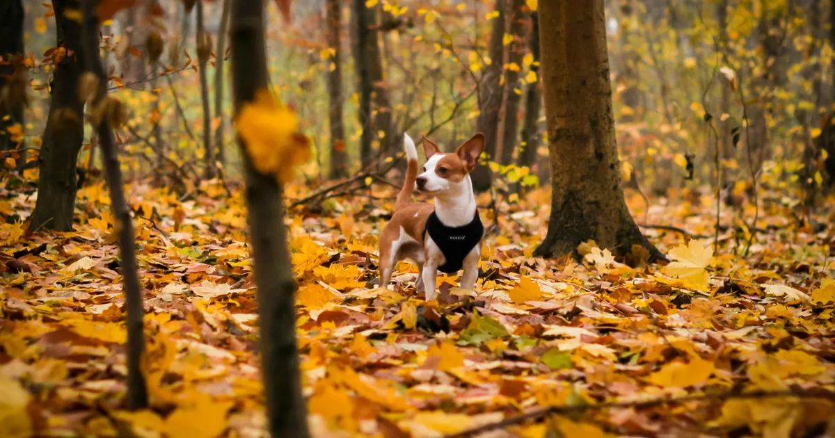 Neitsi mõistab kallimat sõnadetagi, Amburi ellu võib ootamatul moel saabuda uus kaaslane