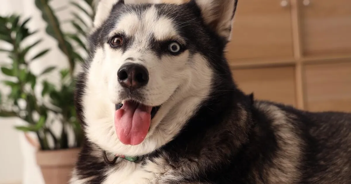 FOTO ⟩ Mees jättis haski tunniks ajaks üksi koju ja kahetses seda hiljem kibedalt