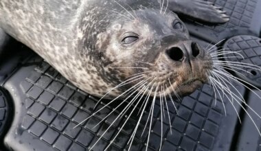 Hüljes näeb oma nutikate vuntsidega kala kavalused läbi