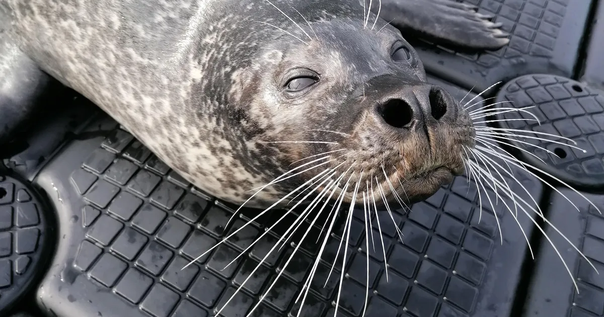 Hüljes näeb oma nutikate vuntsidega kala kavalused läbi