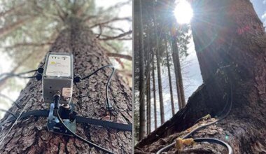 Vanad puud on metsades tarkuse jagajad – teadlased kirjutasid üles nende omavahelise jutu