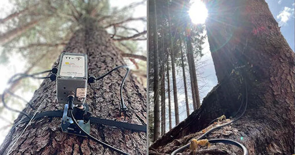 Vanad puud on metsades tarkuse jagajad – teadlased kirjutasid üles nende omavahelise jutu