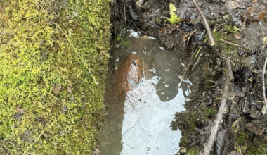 VIDEO JA FOTOD ⟩ Auveres tehti kahjutuks 250-kilogrammine lennukipomm
