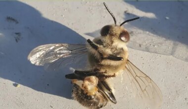 RAJU SEKSIVIDEO ⟩ Vaid korra elus – need loomad plahvatavad pärast seksi ja ongi kõik