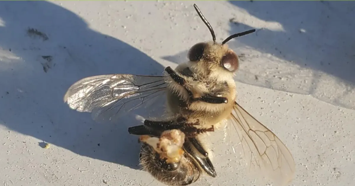 RAJU SEKSIVIDEO ⟩ Vaid korra elus – need loomad plahvatavad pärast seksi ja ongi kõik