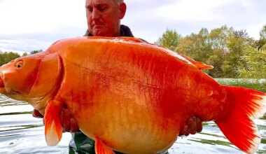 Lemmikloomadega sünnib vabas looduses midagi kohutavat