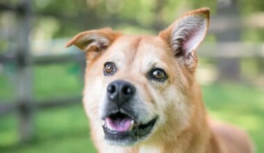 Varjupaiga töötajad avastasid koera kiipi kontrollides midagi šokeerivat