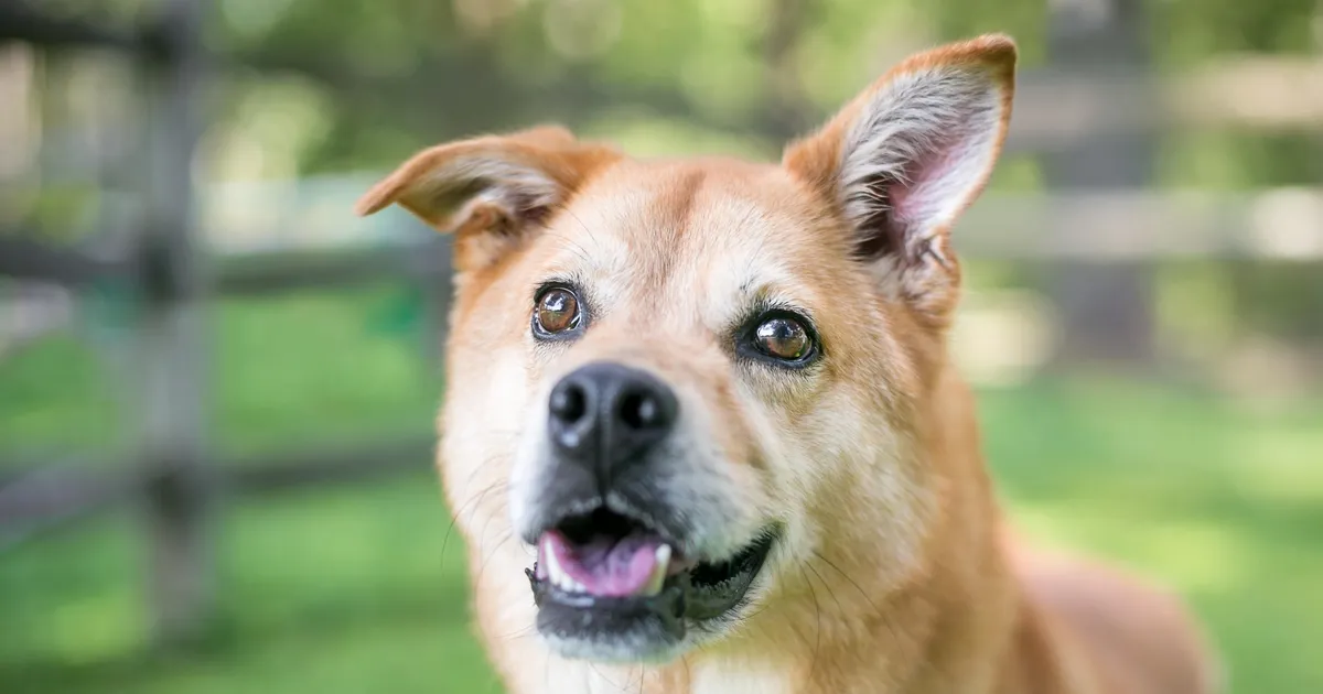 Varjupaiga töötajad avastasid koera kiipi kontrollides midagi šokeerivat