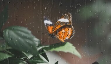 Veevalajal on tohutult tahtejõudu, Vähk on tundlik