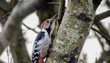 LOODUSFOTO ⟩ Valgeselg-kirjurähn on uje lind
