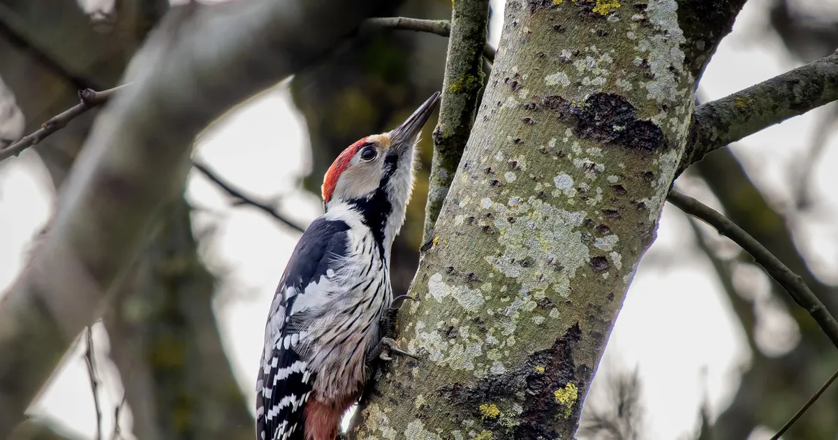 LOODUSFOTO ⟩ Valgeselg-kirjurähn on uje lind