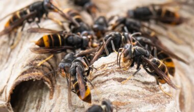 Isa ja poeg surid Laoses herilasparve rünnaku tõttu