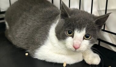 Kuusalu kolooniast päästetud Porto peab rinda pistma uute raskustega