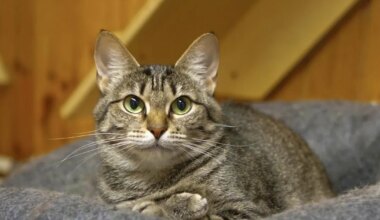 PÄEVAKÄPP ⟩ «Tema elu oli täis külma, hirmu ja pidevat võitlust ellujäämise nimel.»