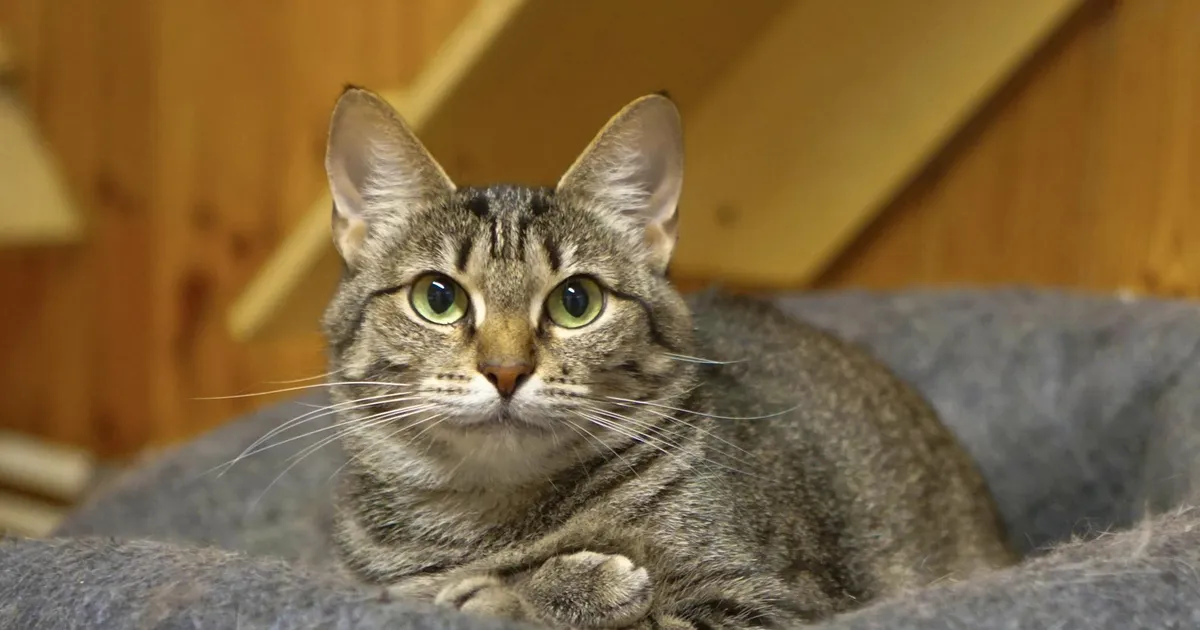 PÄEVAKÄPP ⟩ «Tema elu oli täis külma, hirmu ja pidevat võitlust ellujäämise nimel.»