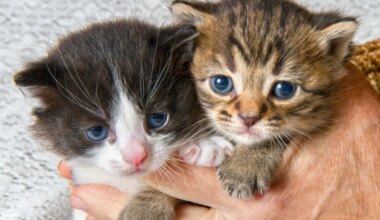 USKUMATU ⟩ Pere üks kassidest suri ära – kuid vahetult pärast seda juhtus midagi enneolematut