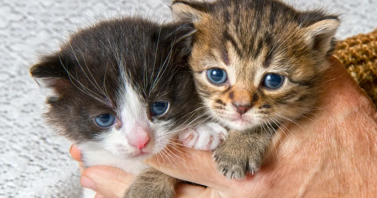 USKUMATU ⟩ Pere üks kassidest suri ära – kuid vahetult pärast seda juhtus midagi enneolematut