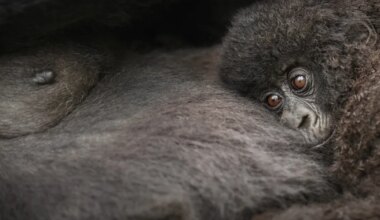 Orangutanid ehitavad pesi, kus on nii padjad kui tekid